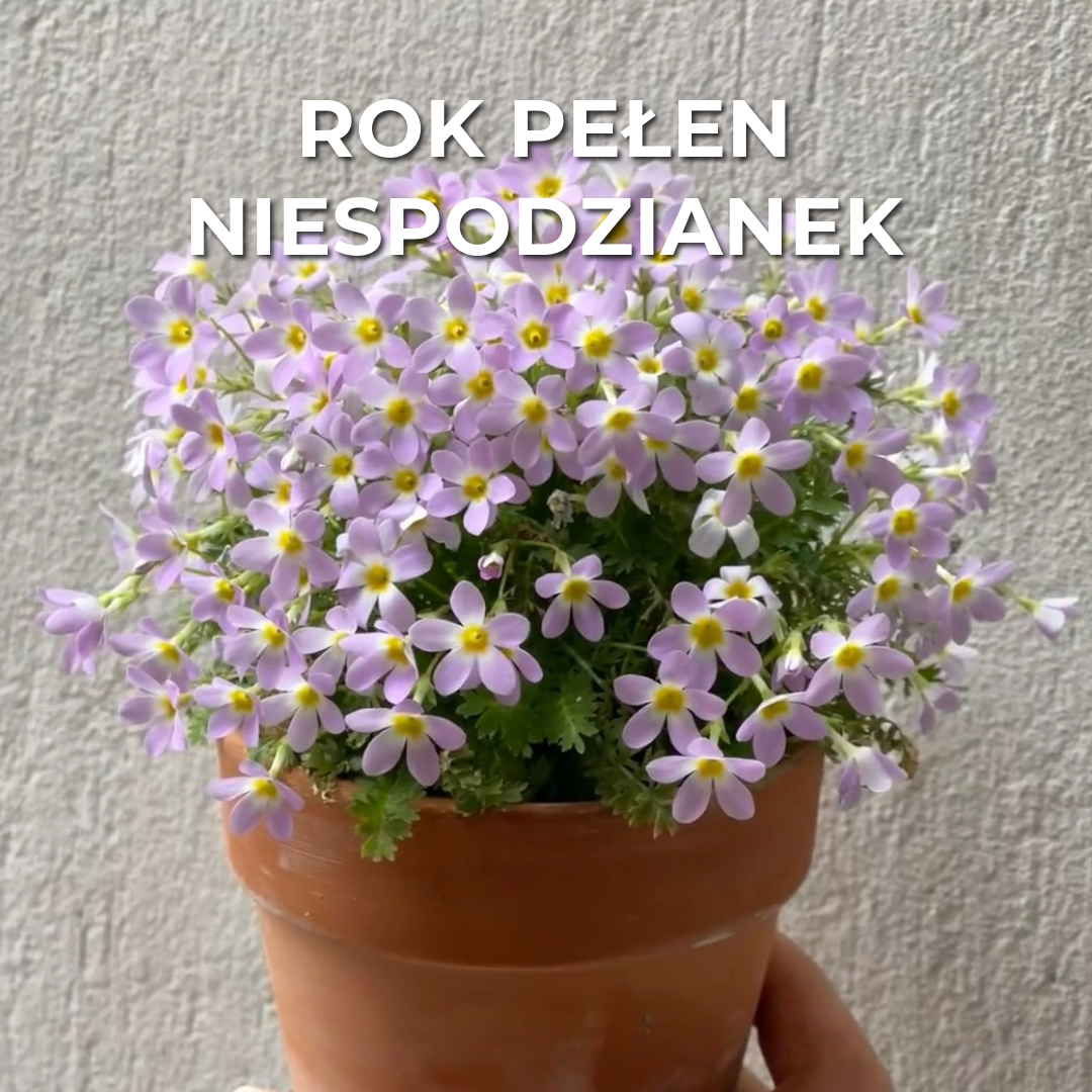 Kalender Do Zasadzenia 2025