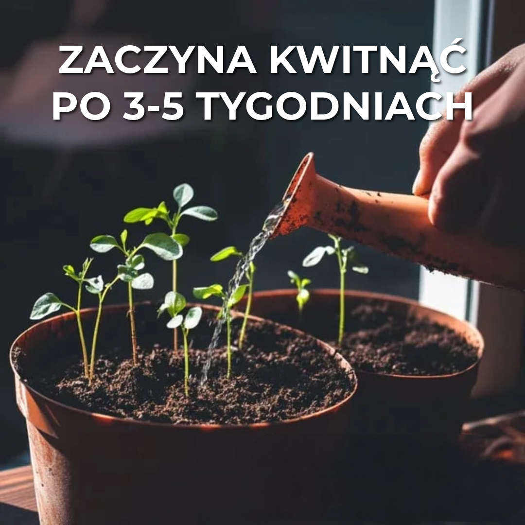 Kalender Do Zasadzenia 2025