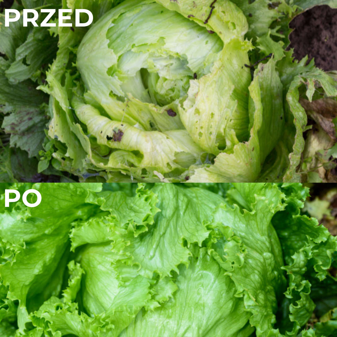 Profesjonalna pułapka na ślimaki