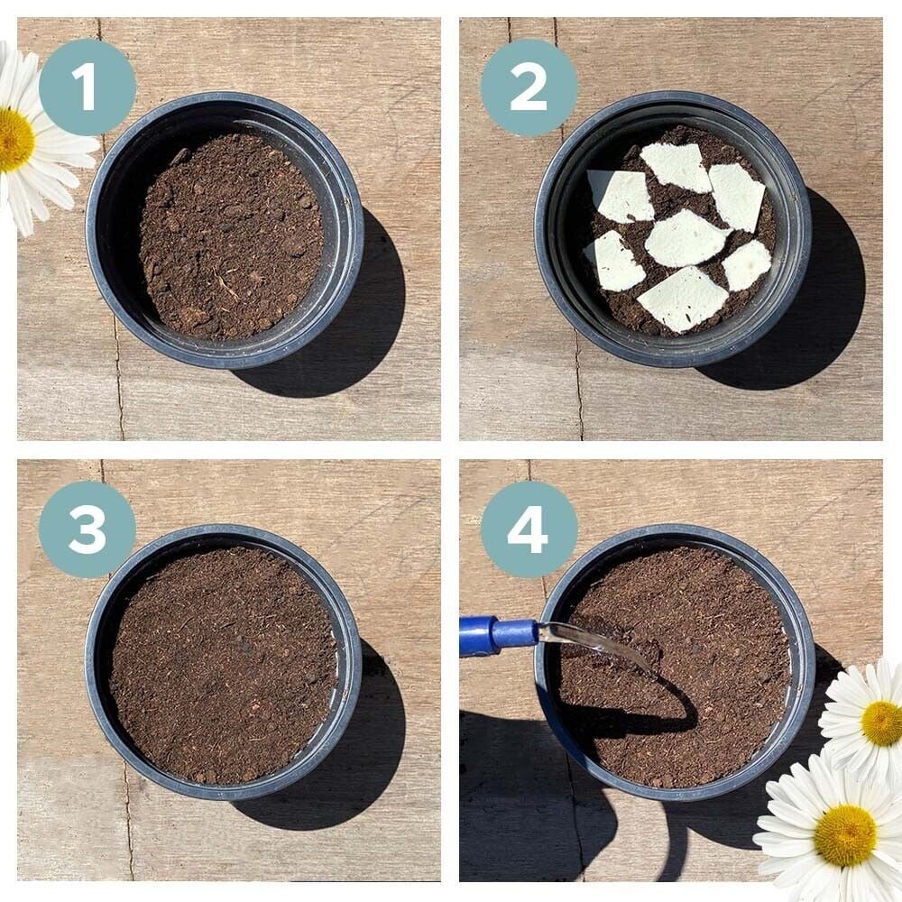 Kalender Do Zasadzenia 2025